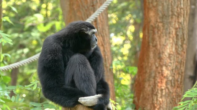 Cute gibbon in nature