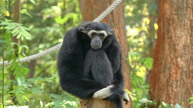 Cute gibbon in nature