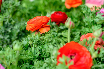 Obraz premium Ranunculus or Buttercup flowers. Floral colorful background. Selective focus.