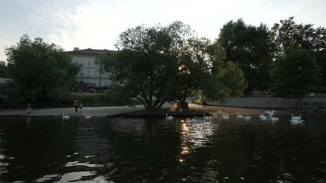 Vltava riverside with swans