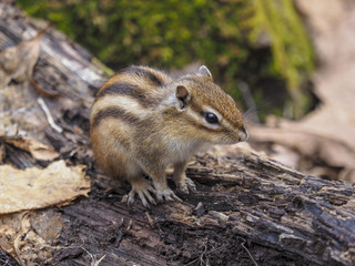 A cute chipmunk