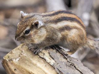 Chubby cheeks chipmunk