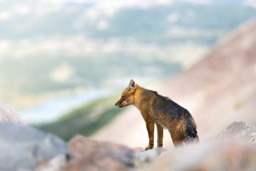 The culpeo (Lycalopex culpaeus), also known as the zorro culpeo or Andean fox, a South American...