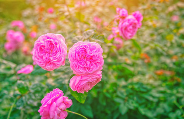 The morning sun shining over a bunch of pink roses blooming beautifully in the garden in front of the house.