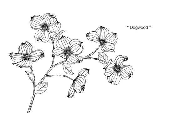 Dogwood flower drawing illustration.