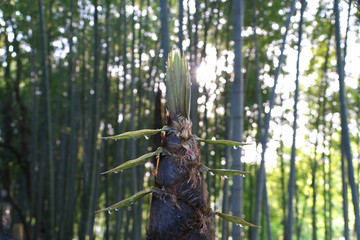 Tokyo,Japan-April 22, 2018: Drip from bamboo sprout or bamboo shoot is observed only early in the morning.
