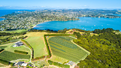 Aerial view on a vineyard on the shore of sunny harbour with residential suburbs on the background....