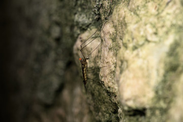 Caoboride / Chaoboridae