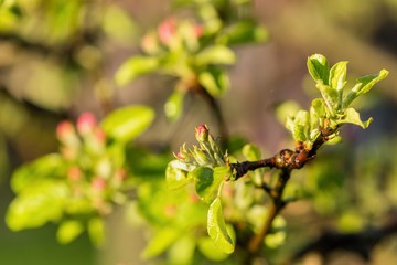apple tree blooming