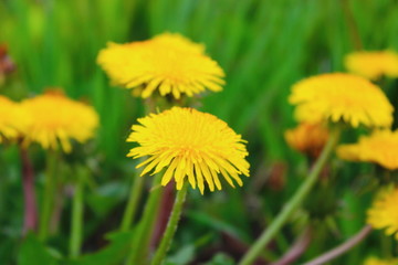 yellow dandelion