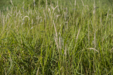 Beautiful of green field with natural soft light in garden outdoor at Chiangmai,Thailand.