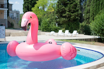 PINK FLAMINGO IN A SWIMMING POOL.