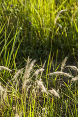 Beautiful of green field with natural soft light in garden outdoor at Chiangmai,Thailand.