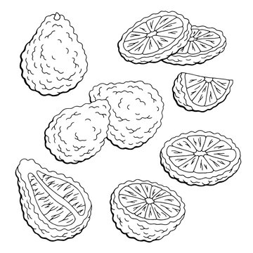 Bergamot fruit graphic set black white isolated sketch illustration vector
