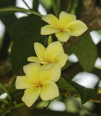 Frangipani triplet