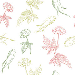 Ginseng graphic color seamless pattern background sketch illustration vector