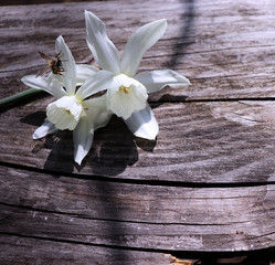 Closeup beautiful white daffodils on a brown wooden background closeup. Spring flowers. Spring background. Greeting card for Valentine's Day, Woman's Day and Mother's Day.Empty space for your text.