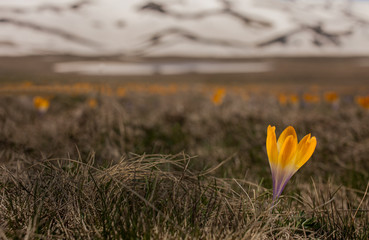 crocuses in mountains