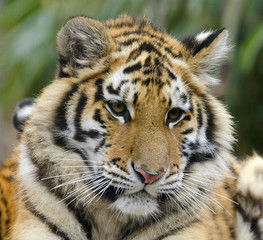 Fototapeta premium Cute tiger cub