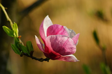 Beautiful pink magnolia. Indirect magnolia.  Soulange magnolia
