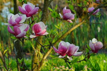 Beautiful pink magnolia. Indirect magnolia.  Soulange magnolia
