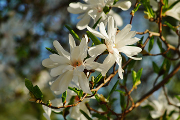 Mooie witbloeiende magnolia - bloeiende boom. Magnolia stellata