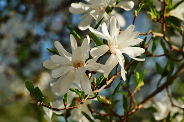 Afwasbaar Fotobehang Magnolia Mooie witbloeiende magnolia - bloeiende boom. Magnolia stellata