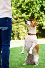 Portrait Funny Dog sitting on hind legs begging with eyes in praying gaze. Cute jack Russell terrier asking for food at the summer garden, outdoor.Vertical image.
