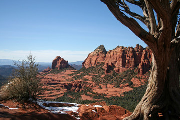 White snow and a tree trunk against the red rocks of Sedona, Arizona
