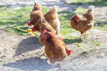 Gallinas marrones