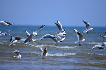 Seagulls fly in free