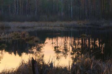 Pomarańczowe bagna © Tomek Kiecana
