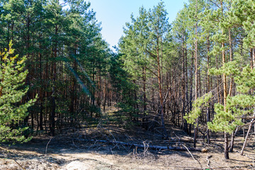 Tall pine trees in a forest on spring