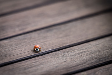 The Lady Bug © Ben.Photoholic