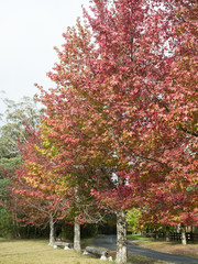 Naklejka premium Autumn Leaves