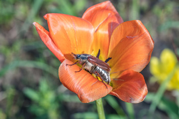 maikäfer auf tulpe