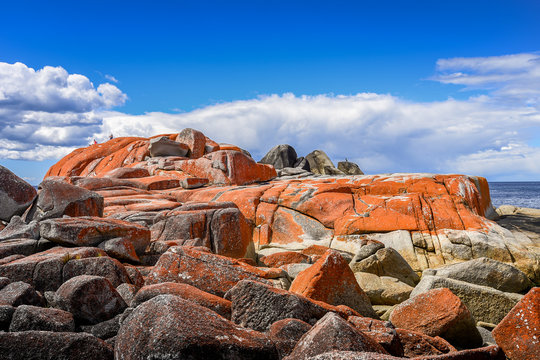 Beautiful sunny summer coast view from Bay Of Fires to blue Tasman Sea with crystal clear water surrounded by red orange colorful shore rocks and white sandy beach, Cosy Corner, Tasmania, Australia