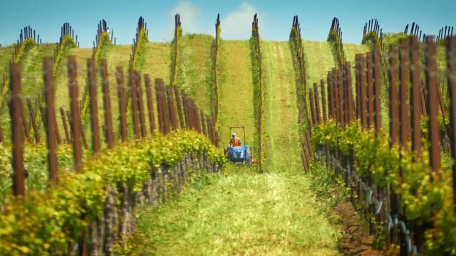 Worker on tractor mowing weeds between rows of grapevines in vineyard. Napa Valley, California.