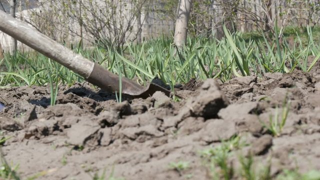 Shovel digs up dry ground, close up view