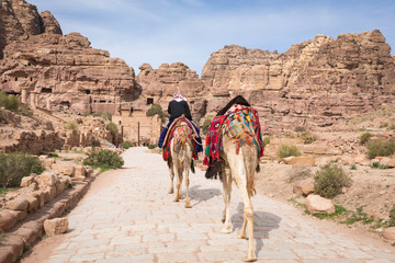 Camels at Petra, Jordan. Middle east camels in desert.