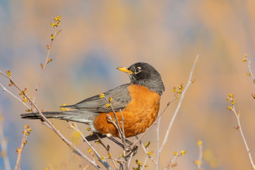 spring bird