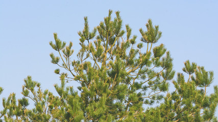 Scots pine Capital B Pinaceae, Shallow Depth of Field Spring 2018 Nature Photography