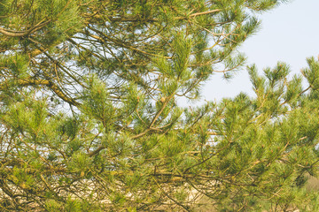 Scots pine needles A Pinaceae, Shallow Depth of Field Spring 2018 Nature Photography