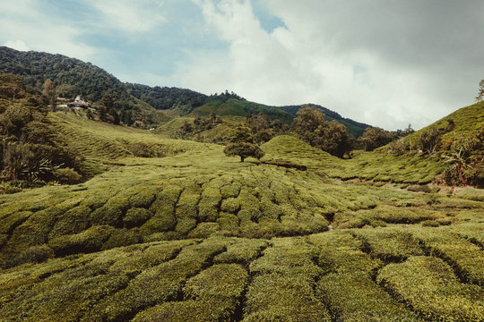 Cameron Highlands