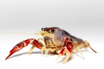Crayfish or Freshwater lobster on white
