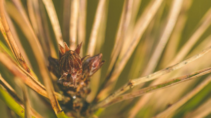 Scots pine Close up of Bud E Pinaceae, Shallow Depth of Field Spring 2018 Nature Macro Photography