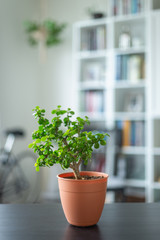 Fototapeta na wymiar Small Bonsai Tree