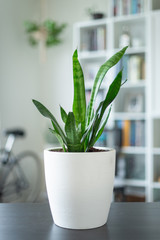 Small Snake Plant