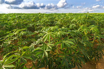green field of cassava farm