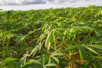 green field of cassava farm